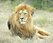 Male Lion Ngonyama Lookout RWE Pearse