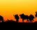 wildebeest at sunset