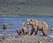 008 Brown Bear (Ursus arctos) - Kamchatka Russia