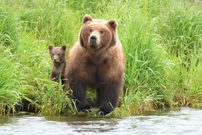 Наблюдение и фотосъемка медведей на оз.Двухюрточное. Вертолетные экскурсии
