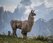 beautiful-shot-of-a-white-llama-on-the-grass-field-with-mountains-in-the-background