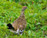 Тундряная куропатка Фото Е.Ледовских (2)