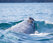 серый кит фото Максим Антипин IMG_5804_2