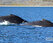 горбатые киты фото Максим Антипин IMG_9582