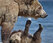 065 Brown Bear (Ursus arctos) - Kamchatka Russia