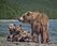 055 Brown Bear (Ursus arctos) - Kamchatka Russia Nadp
