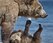065 Brown Bear (Ursus arctos) - Kamchatka Russia