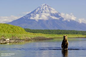 Volcanoes and Bears of Kamchatka. Ecological tour 