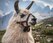 a-white-llama-with-blurred-mountains