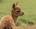 closeup-shot-of-a-brown-llama-in-the-field (1)