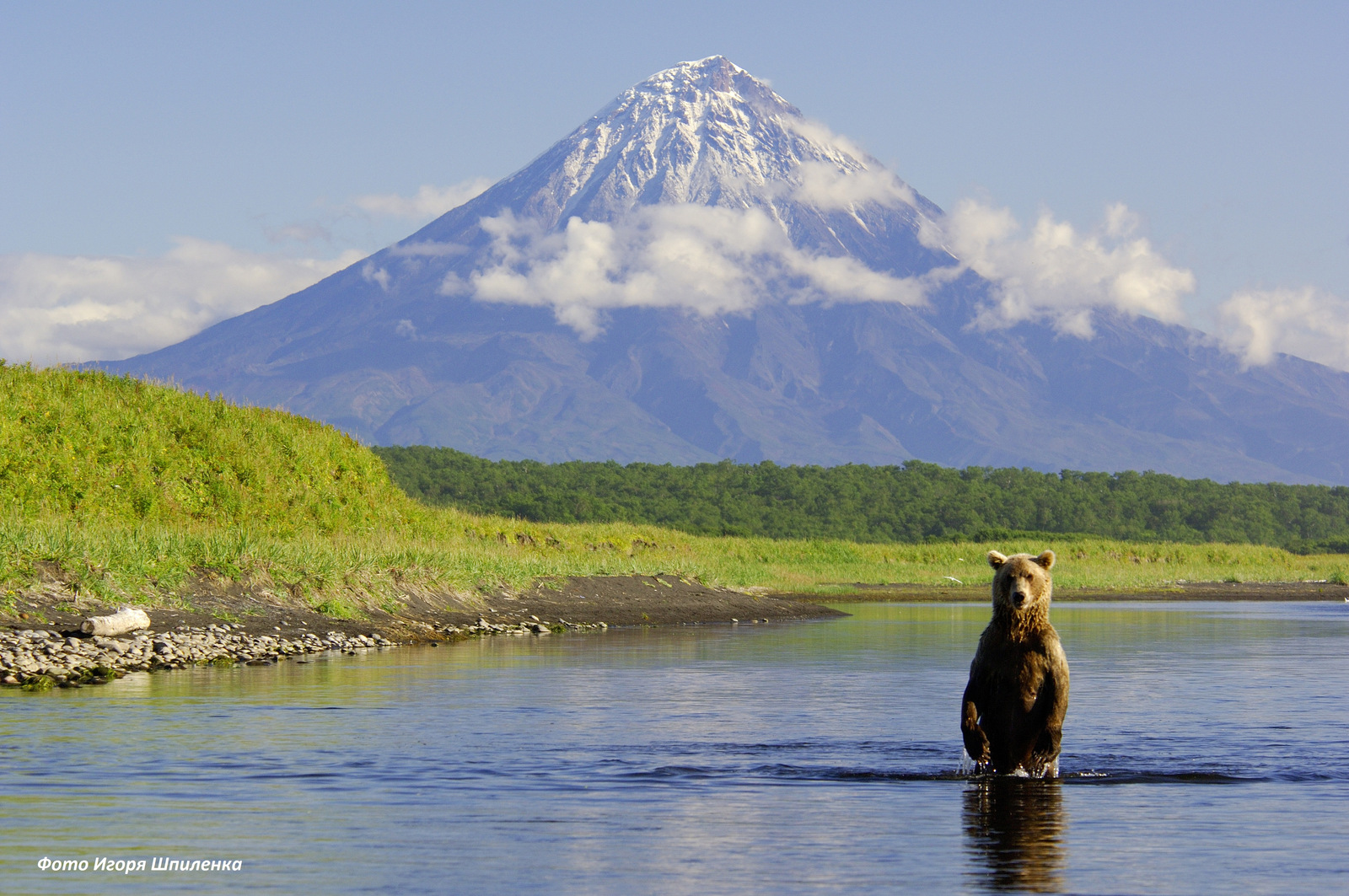 Безопасные встречи с медведями на Камчатке: правила и рекомендации